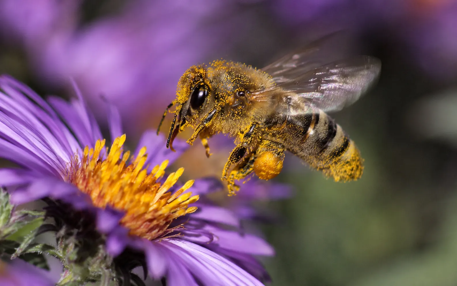 Bees and pollen
